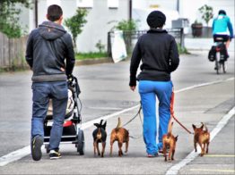 Two people on the street pushing a stroller and walking four dogs - moving with your family to Upper West Side