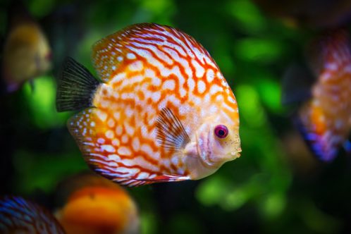 A fish wondering if you can move your aquarium to Queens