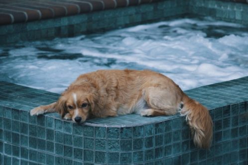dog on a hot tub