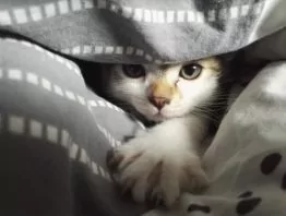 A cat peaking through blankets.