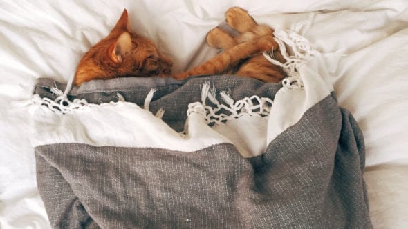 A cat in bed thinking how one would pack blankets and bedsheets