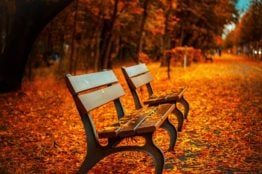 benches in the park