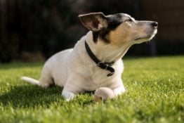 Brooklyn neighborhoods for dog-owners, your doog needs to get accustomed as well