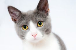 don't own a cat in order to prevent getting evicted in NYC