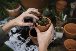 gardening plants