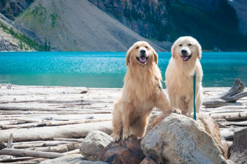 two dogs by a lake
