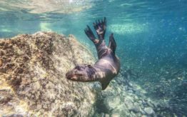 A sea lion in water