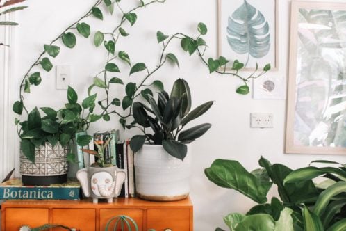 Moving your office plants in summer that are placed on brown table