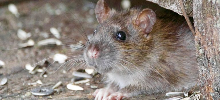 a small rat on the ground