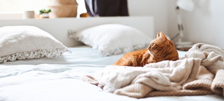 Cat in the bed