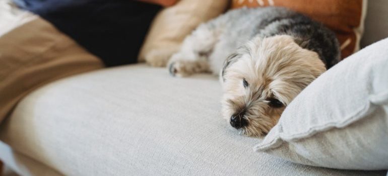 dog on the bed