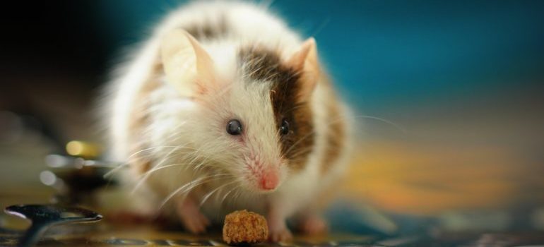 clean your Manhattan storage unit regularly - keep the pests away