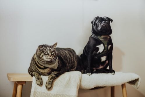 cat and dog chilling in the apartment