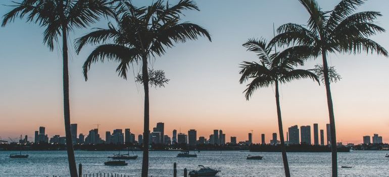 palm trees in Florida